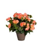 Begonia Kunstplant in Bloempot Stan – H37 x Ø36 cm – Zalmroze