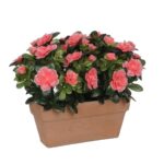 Azalea Kunstplant in Balkonbak Slate – L29 x B13 x H27 cm – Perzik