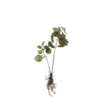 Eucalyptus Kunstplant – L12 x B28 x H64 cm – Groen